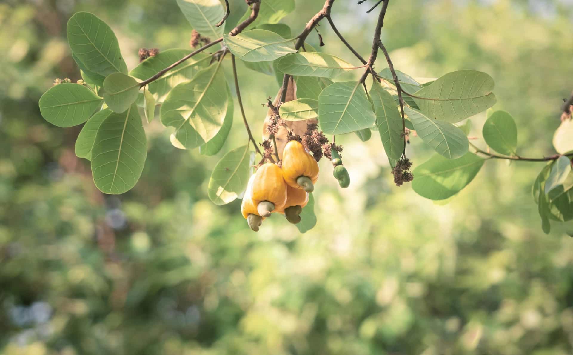 Receita de Torta de Castanha com Caju: Uma Delícia do Campo