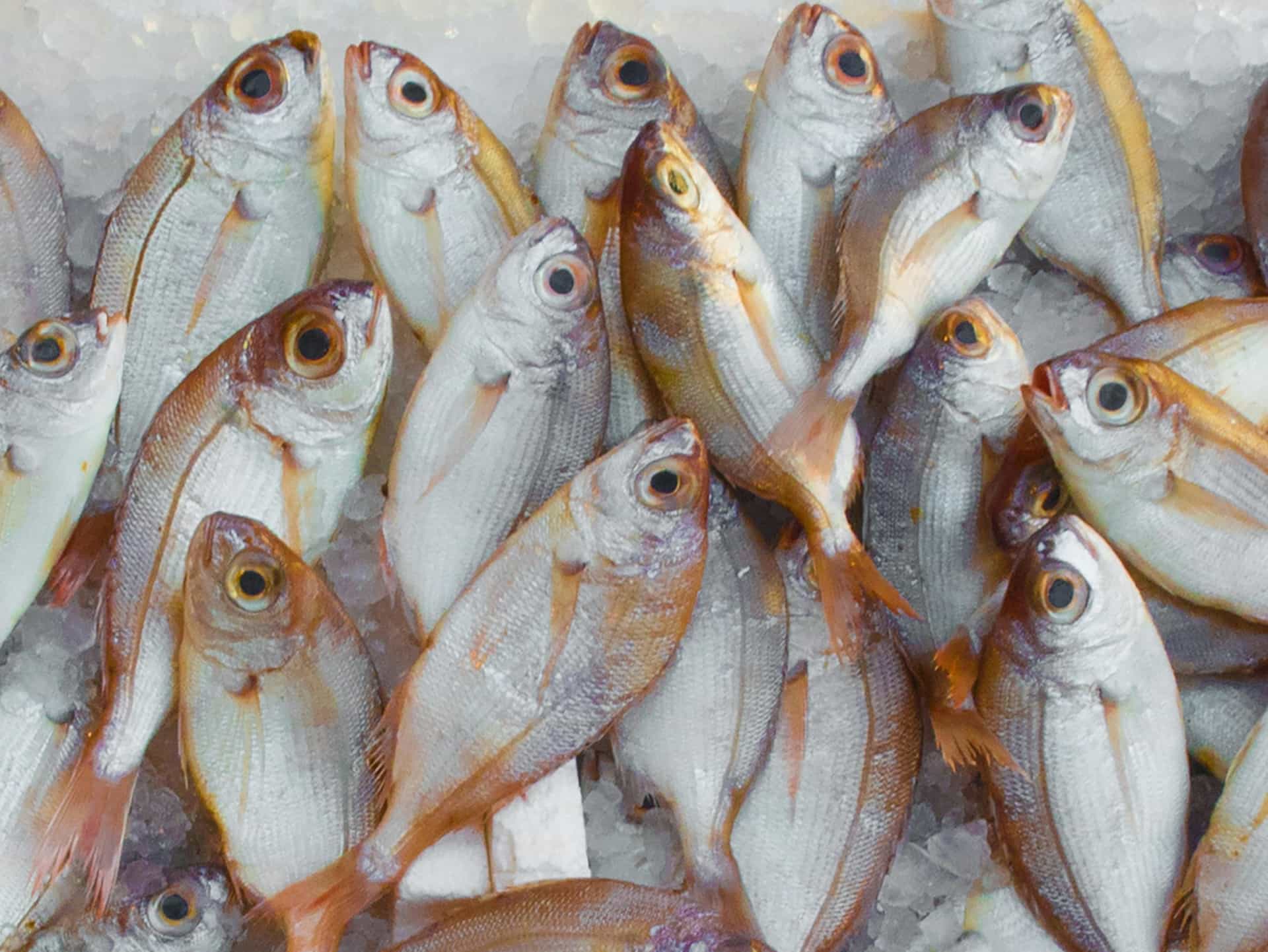 Como Fazer Peixe no Leite de Coco com Vó Dalva